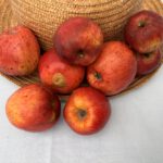 Bratschapfel a.n., herkomst: streekras Rijnland, mogelijk oud ras (Lokale und regionale Obstsorten im Rheinland, Hans-Joachim Bannier)