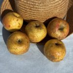 Burchardt's Reinette, herkomst: Rusland-De Krim, 1863, Rudolf Stoll, Östereichisch-Ungarische Pomologie, 1888