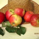 Anna Boelens, herkomst: Nederland, 1914