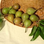 Rostieser BIrne, syn. Rosteizer