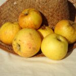 Oranje-appel, syn. Oranje Reinette (syn. Tequenne)