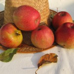 Autumn Pearmain (appel)