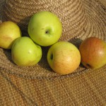 Herfst Bloem-Soete (appel)