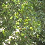 Malus sylvestris (appel)