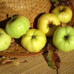 Witte Herfstcalville (appel)