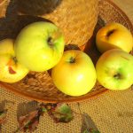 Holsteiner Zitronenapfel (appel)