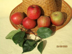 Alluunderke (appel)